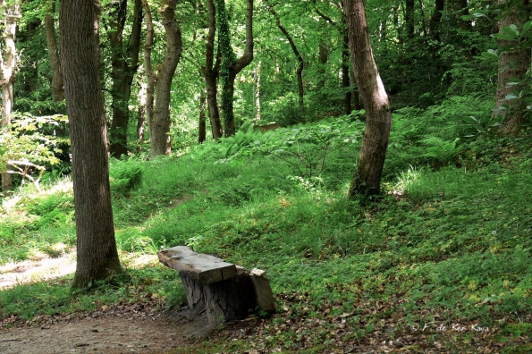 Bois des Moutiers (327) Mai 2012